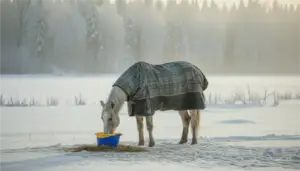 Chronický průjem u koně – terapeutická práce s hlubší příčinou zdravotního problému