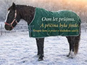 Terapie koní, hluboká práce se zátěží a řešení chronických zdravotních potíží u koní"